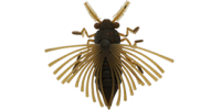 BB Bugs